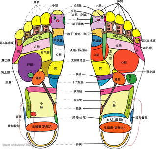 整个脚的部位名称图 搜狗图片搜索