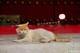 自从在故宫里聚众吸猫后,什么日本猫岛,都拜拜了您内 