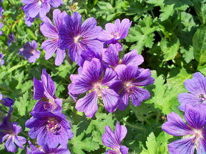 蓝色天竺葵,常年天竺葵,紫色,单花瓣,花,绿色的树叶,天竺葵,花园,约翰逊的蓝色,cranesbill 