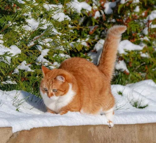 大橘被收养后逆袭成网红猫,被网友称为 梦中情猫 ,吸粉无数
