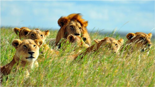 狮子进食是有规矩的,好吃懒做的雄狮老大先吃最好的 