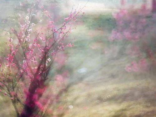 相逢花开几许,但记浅笑安然