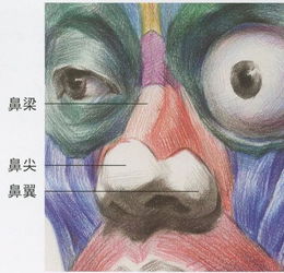 素描干货丨从结构学习素描鼻子的刻画细节