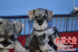 标题 名盛犬业出售雪纳瑞 纯种雪纳瑞母狗 