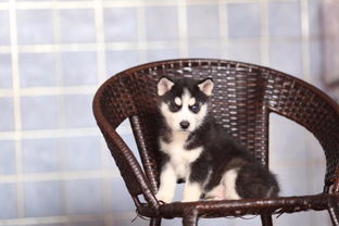 图 遵义高端赛级出售西伯利亚哈士奇雪橇犬 帅气十足三火 遵义宠物狗 遵义列表网 