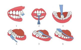 巴氏刷牙法,正确的刷牙方法