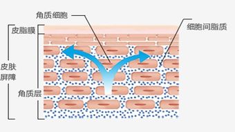 皮肤也会营养过剩 不像真的