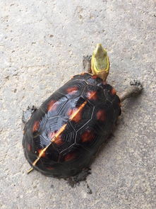 一斤重的黄缘闭壳龟值多少钱 刚看到一只 