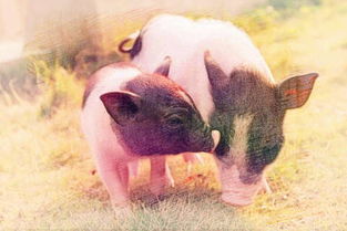 做梦梦见两只猪是什么意思 周公解梦 