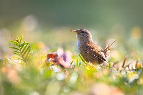 梦见鸟说话