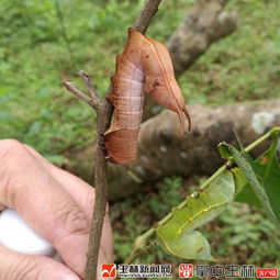 北流500亩荔枝发生舟蛾虫害