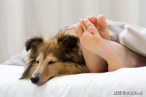 狗狗的不同睡觉姿势,可以看出与主人的关系