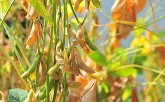 大豆常见的病虫害有哪些,大豆种植，中后期不可忽视，农民们该如何防止虫害