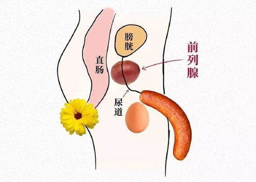 关于前列腺的冷知识,你知道多少