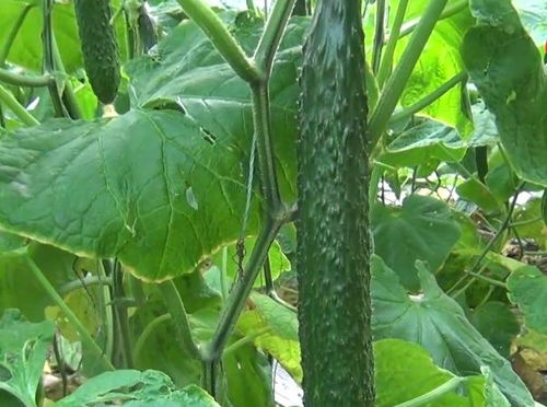 黄瓜真的能无限结瓜 农户记住一步,一棵比三棵结的瓜多