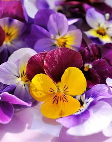 清明小长假,赏花正当时,来紫海芳庭遇见最美的春天 