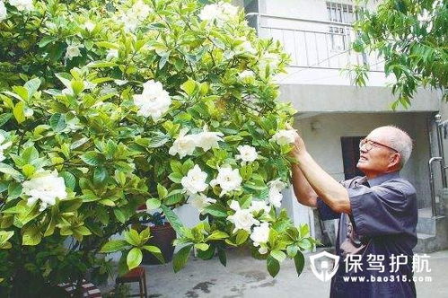 如何进行海岛小叶栀子花的施肥？