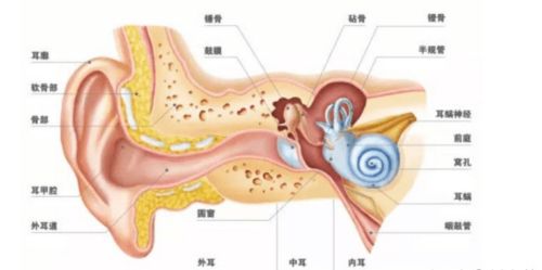 人的耳朵是怎么听到声音的