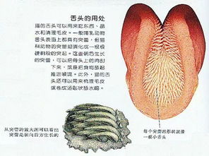 18 个舌头冷知识,来认识一下你最咸湿最狂野的器官