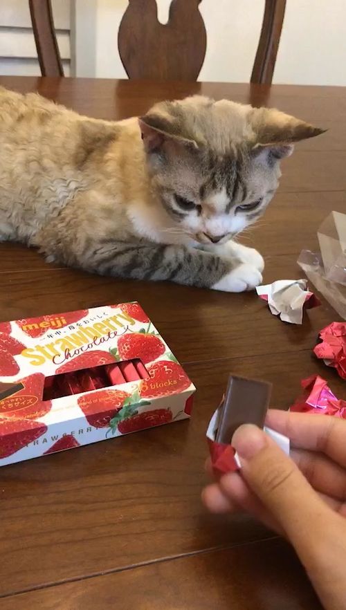 猫能吃巧克力吗,猫能吃巧克力吗吃了会死吗