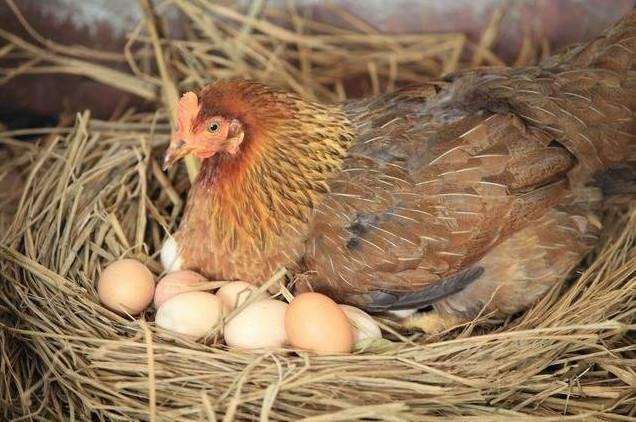 鸡看到自己的鸡蛋被人们拿走, 为什么不生气 