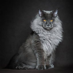 王者风范凸显 充满威严的缅因猫肖像 