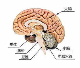 做梦被人追却总是跑不快 快来看看专业解答