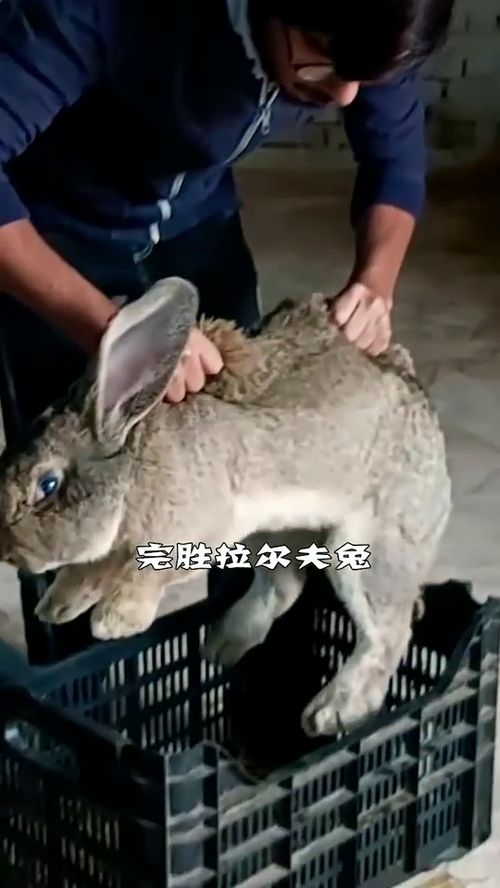 世界上最大的兔子,世界上最大的兔子的图片