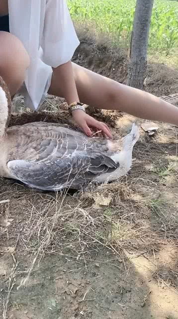 小鸭子孵化全过程(小鸭子孵化全过程视频教程)