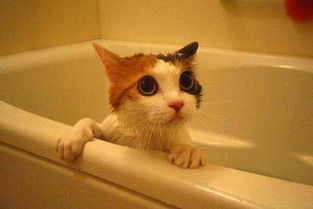 猫应该多久洗澡一次 
