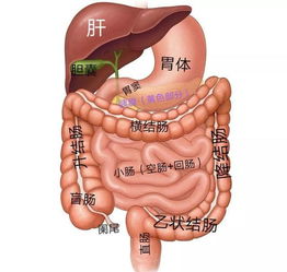 不是所有的肚子疼都叫 胃疼 普通话