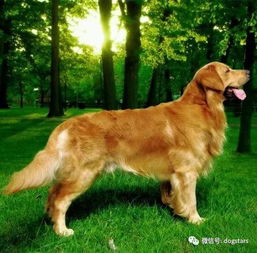 地球上第466种狗已经被发现,已被认定为最好色的狗