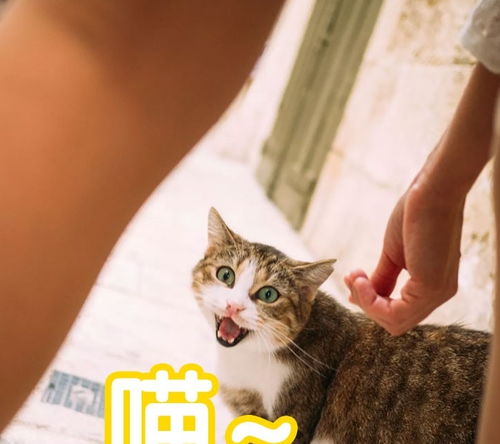 猫的这些行为变化影响猫的一生