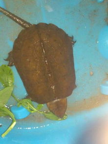 这个鹰嘴龟在市场多少钱一斤 