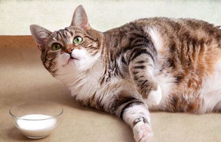 猫氨可以每天吃吗 猫安需要每天吃吗