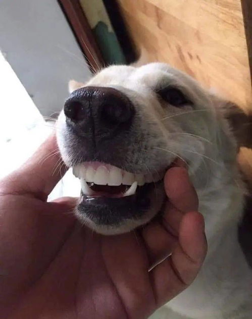 奶奶的假牙不见了,网友看了一眼狗子后,直接笑喷了