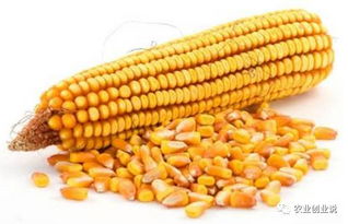 种玉米没有错,今年上秋玉米价格将高于2016年 