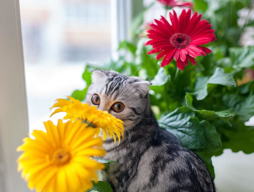养猫的屋子不能乱种花,5种花对猫很危险,杜鹃花是猫的砒霜