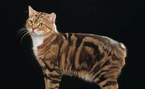 出现在诺亚方舟传说中的马恩岛猫,世界上唯一一种没有尾巴的猫