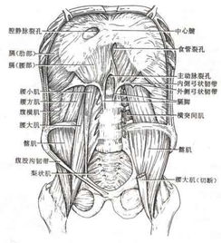 颈肩痛 足踝痛都要练核心 骨盆链在远端疼痛处理中的应用