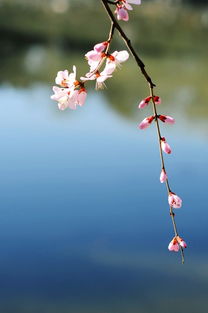 三月桃花水仿写范文