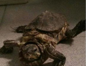 男子养乌龟十年后发现乌龟异常,只长身体不长壳 