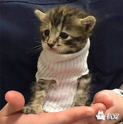 穿着袜子毛衣的小猫咪,在经过飓风后终于找到了温 