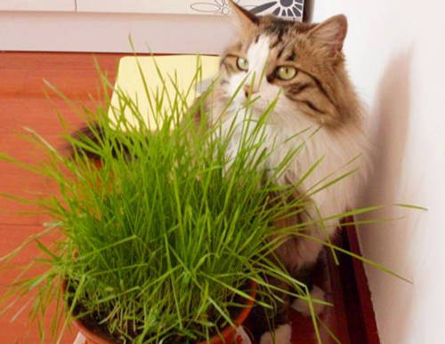 猫有必要吃猫草吗 猫吃猫草后就吐了一滩黄水