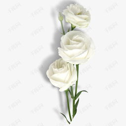 白色玫瑰素材图片免费下载 高清png 千库网 图片编号8445635 