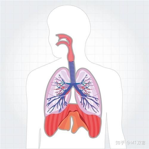 一个人每天氧气的需要量为多少