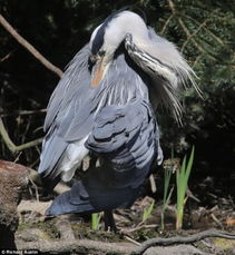 英国德文郡一只巨型苍鹫翅膀受伤无法飞翔在湖边闲逛 