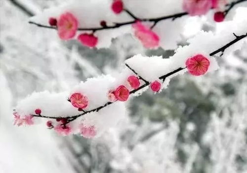 约一程时光,踏雪寻梅 太美了