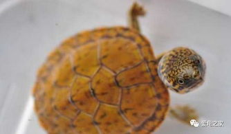 国内最常见的10种蛋龟,以及它们的饲养方法 收藏
