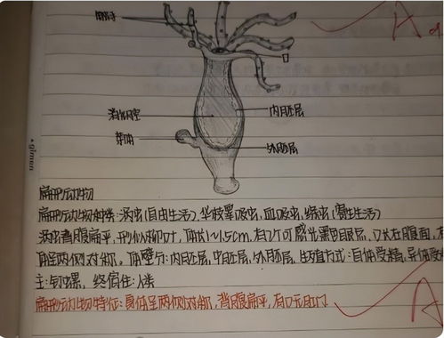 中学生 生物笔记 走红,画图逼真堪比美术生,网友 假用功而已